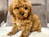 Mi̇ni̇ Boy Maltipoo Erkek Yavrularim