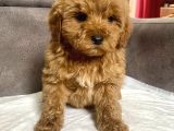 Mi̇ni̇ Boy Maltipoo Erkek Yavrularim