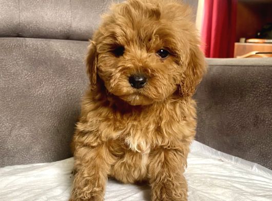 Mi̇ni̇ Boy Maltipoo Erkek Yavrularim görsel