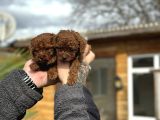 Mini Boy Toy Poodle  Sınırlı Sayıda Özel Yavrular