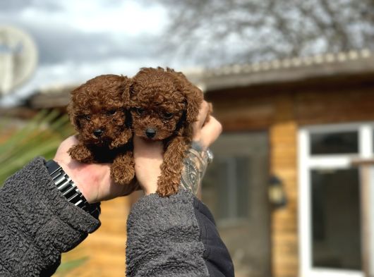 Mini Boy Toy Poodle  Sınırlı Sayıda Özel Yavrular