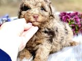 Özel Olmak İsteyenlere Merle Poodle Bebekler