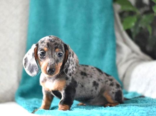 Blue Merle Mi̇ni̇ Dacshund Yavrumuz Aşili