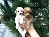A Kalitee Kore Maltipoo Yavrularımız