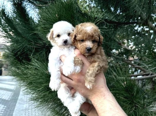A Kalitee Kore Maltipoo Yavrularımız görsel