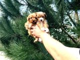 A Kalitee Kore Maltipoo Yavrularımız