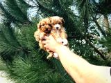 A Kalitee Kore Maltipoo Yavrularımız