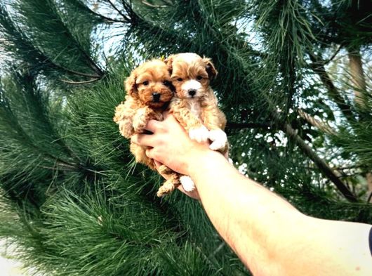 A Kalitee Kore Maltipoo Yavrularımız görsel