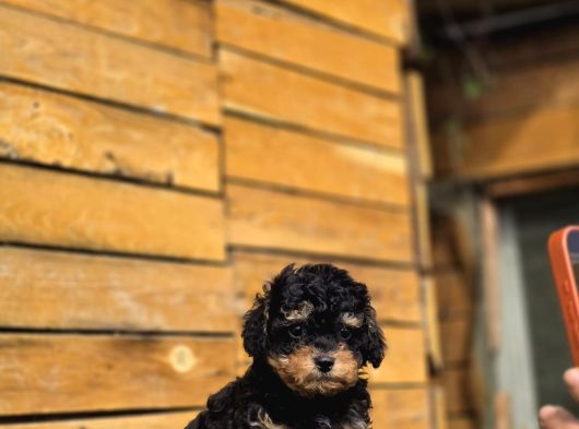 Phantom Poodle Yavru  Üretim Çiftliğinden görsel