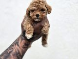 Irk  Sağlık Garantili Maltipoo Bebekler
