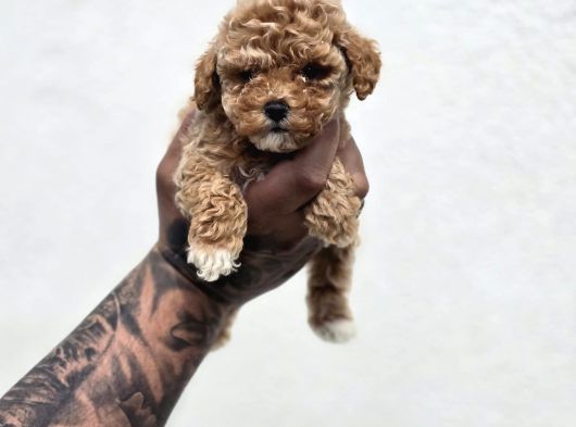 Irk  Sağlık Garantili Maltipoo Bebekler görsel