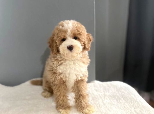 Mi̇ni̇ Labradoodle Muhteşem Renk Dağilimi görsel