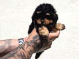 Phantom Poodle Yavru  Üretim Çiftliğinden