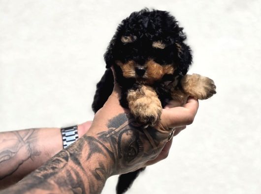 Phantom Poodle Yavru  Üretim Çiftliğinden görsel