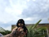 Phantom Poodle Yavru  Üretim Çiftliğinden