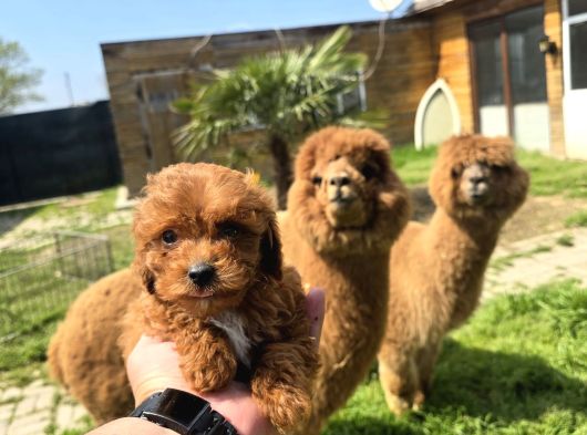 Profesyonel Üretim Çiftliğinden Maltipoo Bebekler