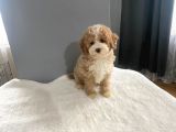 Mi̇ni̇ Labradoodle Muhteşem Renk Dağilimi