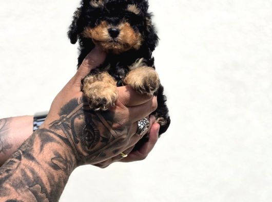 Phantom Poodle Yavru  Üretim Çiftliğinden görsel
