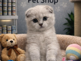 Mükemmel A Kalite Scottish Fold Yavrularımız