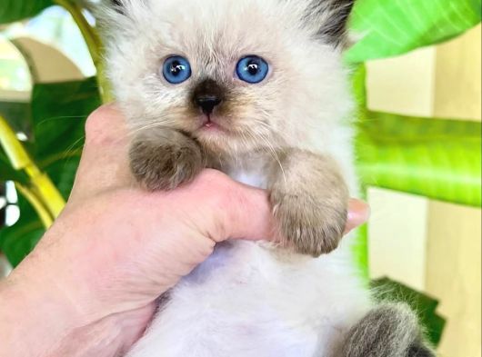 Deniz Gözlü Bluepoint British Shorthair Yavrumuz görsel