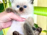 Deniz Gözlü Bluepoint British Shorthair Yavrumuz