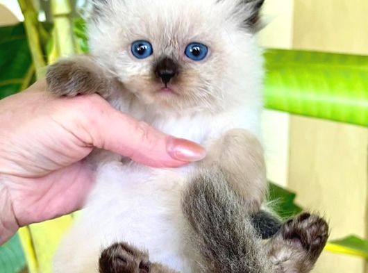 Deniz Gözlü Bluepoint British Shorthair Yavrumuz görsel
