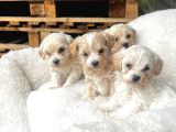 Malti̇poo