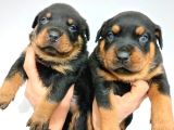 Macar Rottweiler Yavruları Mama Ve Malzeme Kampanyalı