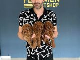 Renk Renk Orji̇nal Toy Poodle Yavrularimiz Güncel Ankara