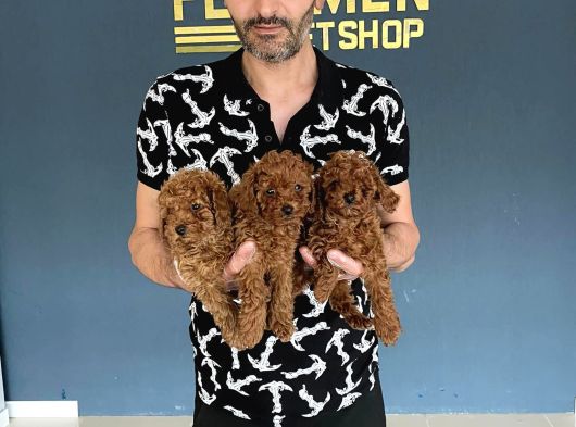 Renk Renk Orji̇nal Toy Poodle Yavrularimiz Güncel Ankara görsel