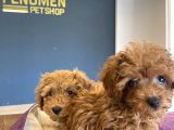 Renk Renk Orji̇nal Toy Poodle Yavrularimiz Güncel Ankara