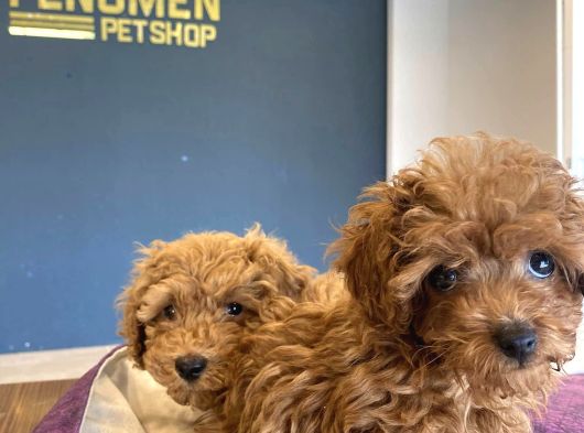 Renk Renk Orji̇nal Toy Poodle Yavrularimiz Güncel Ankara görsel