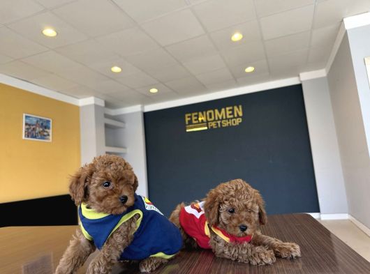 Renk Renk Orji̇nal Toy Poodle Yavrularimiz Güncel Ankara görsel