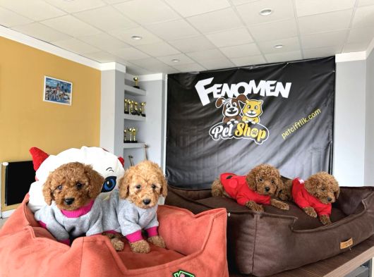 Renk Renk Orji̇nal Toy Poodle Yavrularimiz Güncel Ankara görsel