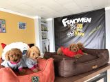 Renk Renk Orji̇nal Toy Poodle Yavrularimiz Güncel Ankara