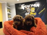 RENK RENK ORJİNAL TOY POODLE YAVRULARIMIZ GÜNCEL ANKARA