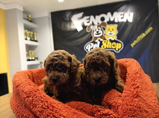 Renk Renk Orji̇nal Toy Poodle Yavrularimiz Güncel Ankara