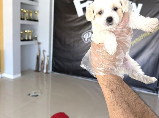 En Güzel Malti̇po Yavrulari Ankara Mağazamizda  Canli Görün görsel