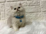 British Longhair Point Erkek 2 Aylık