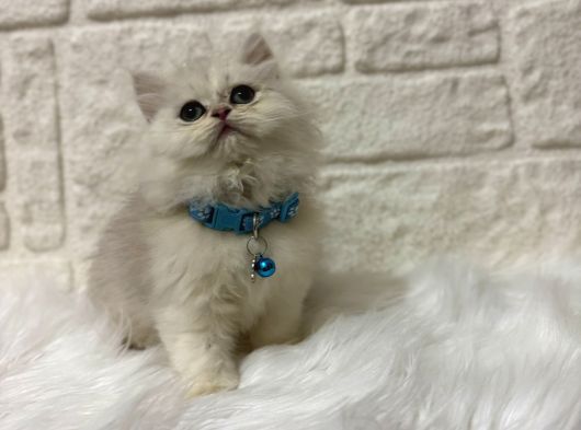 British Longhair Point Erkek 2 Aylık görsel