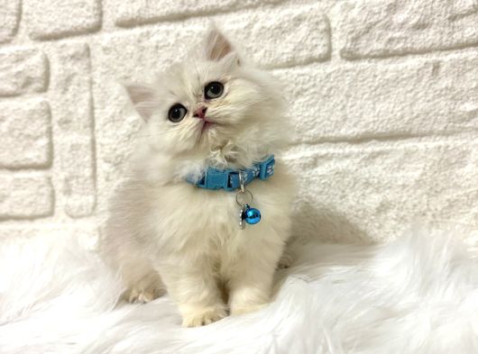 British Longhair Point Erkek 2 Aylık