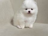 Boo Pomeranian Ultra Mini Yavrularımız Saf Ayi Surat