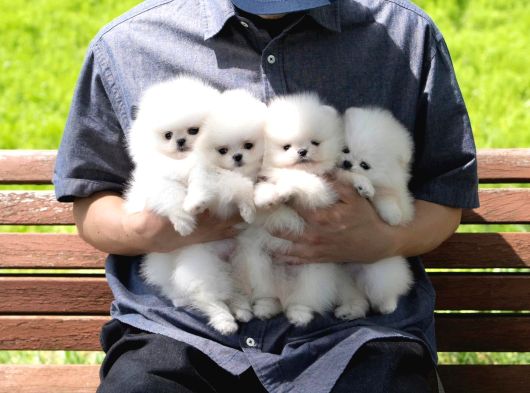 Boo Pomeranian Ultra Mini Yavrularımız Saf Ayi Surat