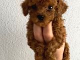 Pet eğitimli safkan Toy boy poodle Bebek