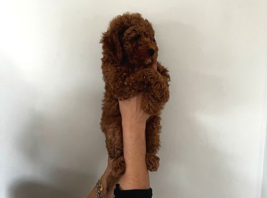 Cep Boy Toy Poodle Yavrular Gören Aşık Oluyor görsel