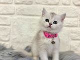 British Shorthair Silver Dişi 2 Aylık