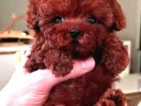 Türkiyenin En Güzel Core Toy Poodle Bebekleri