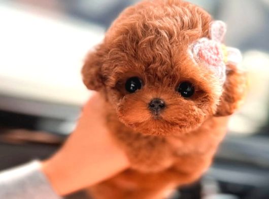 Türkiyenin En Güzel Core Toy Poodle Bebekleri görsel