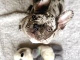 Safkan French Bulldog Merle