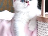 Dünya Güzeli Silver British Shorthair Ns1133